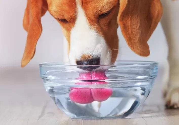 Why Is My Dog Drinking So Much Water