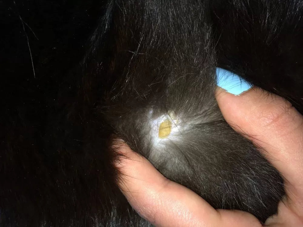 Yellow Spots on Cat's Skin​