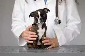 Parvovirus in Dogs: Understanding the Threat and Taking Preventive Measures