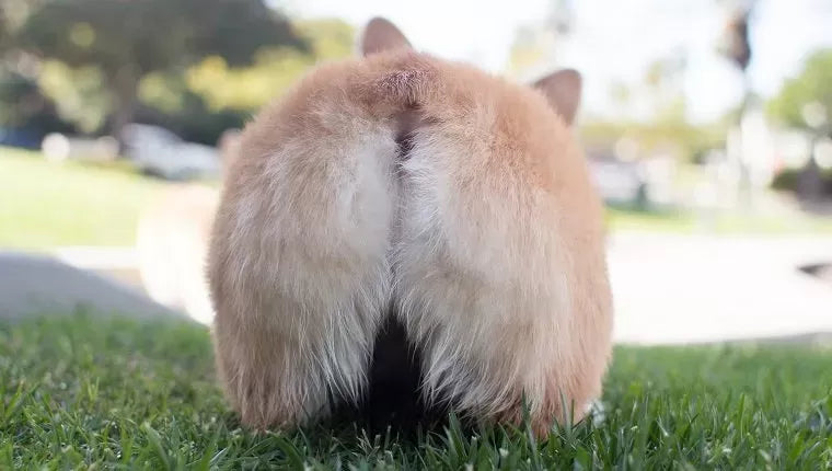 Prolapsed Anus in Dogs