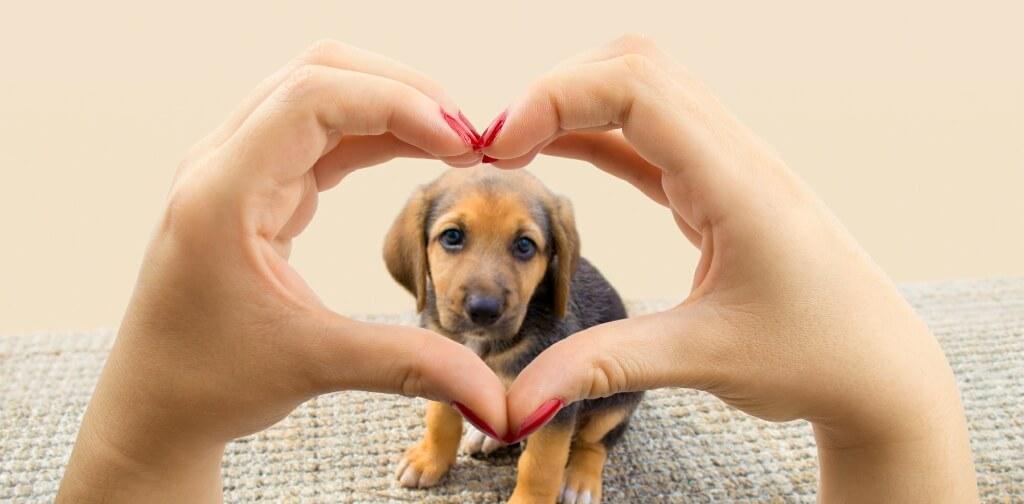 How to Make Your Dog Feel Loved