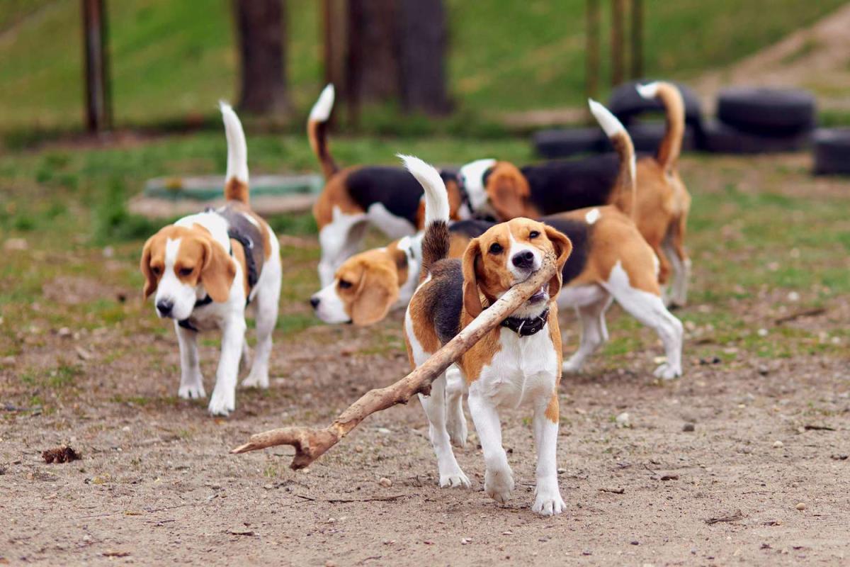 Dogs with Short Spine Syndrome