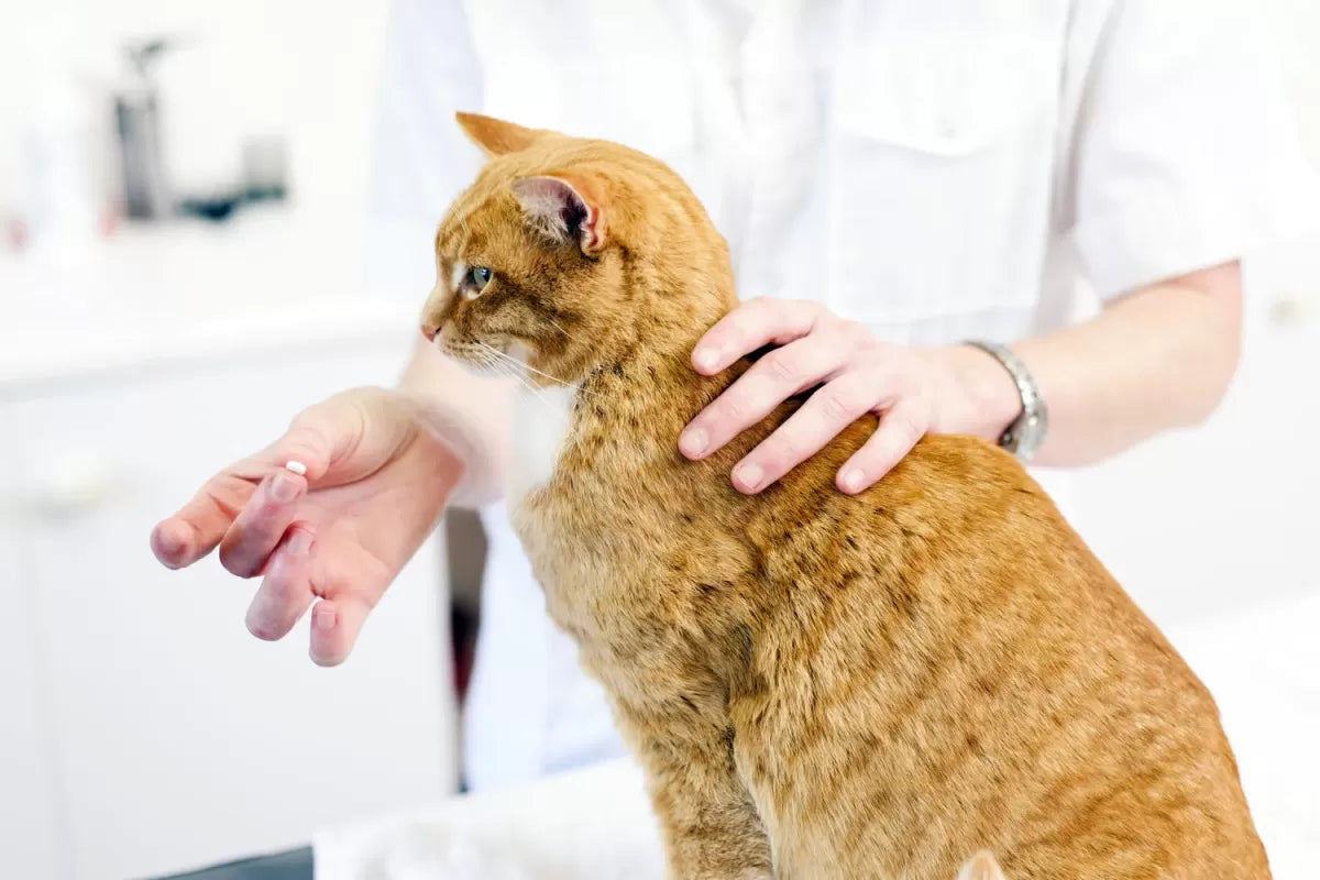 Meloxicam for Cats: A Guide to Feline Pain Relief