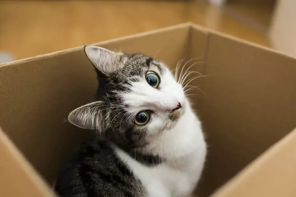 The Enigmatic Fascination: Why Do Cats Love Boxes
