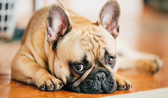 Kidney Stones in Dogs​