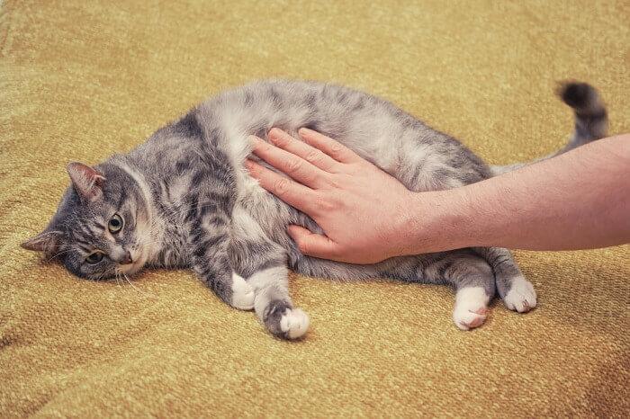 Ascites in Cats: Causes, Symptoms & Treatment Overview
