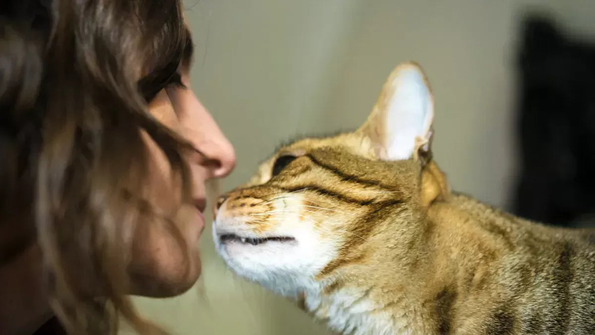 Why Does My Cat Sniff Me