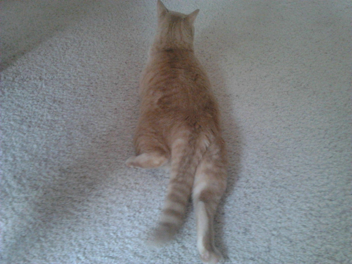 My Cat Can't Walk on His Back Legs Properly, Help!