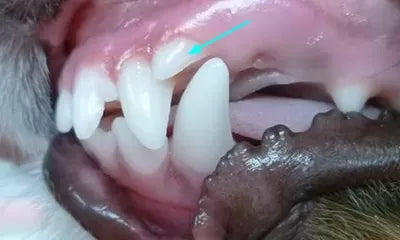 Canine Tooth Misalignment