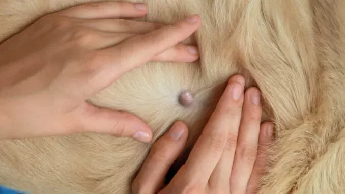 Decoding Dog Cysts: A Comprehensive Guide