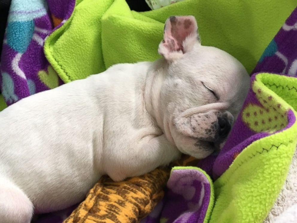 Hydrocephalus in Dogs