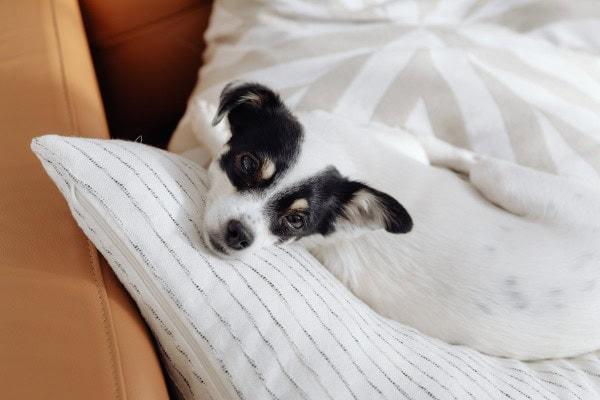 Can Stomach Ulcers Kill A Dog​