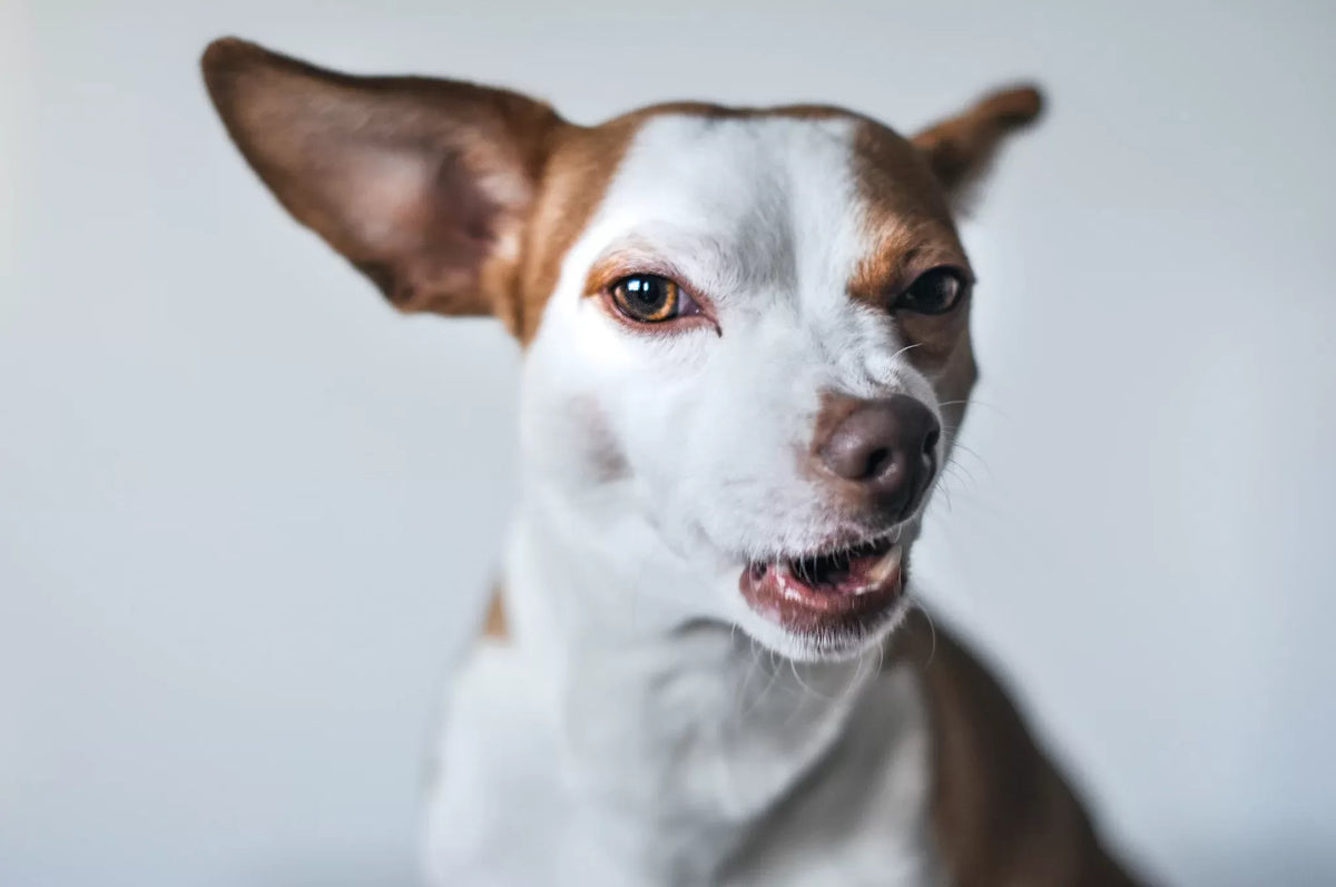 Dog Has Hiccups: Causes, Signs, and What to Do