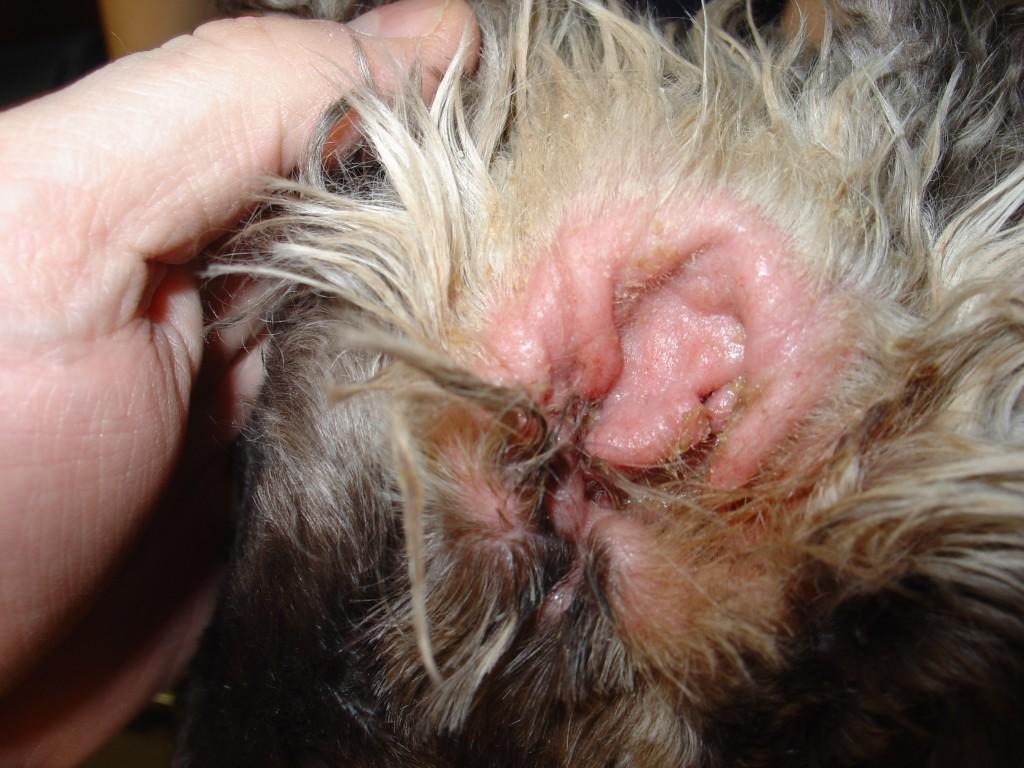 Understanding Why Your Dog's Ear Is Wet Inside