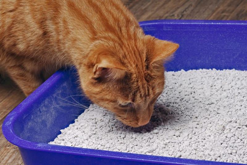 Struvite Crystals in Cats: Causes, Symptoms, Treatment, and Prevention