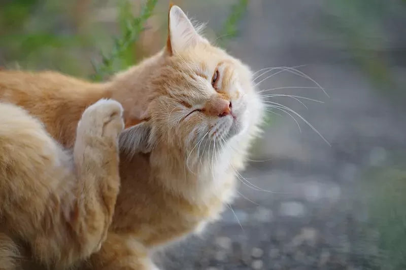 Allergies in Cats: Causes, Symptoms, and Management