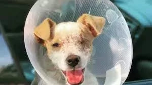 How to Comfort a Dog in Pain After Surgery