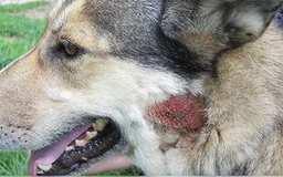 Moist or Dry? Understanding Hot Spots on Dogs
