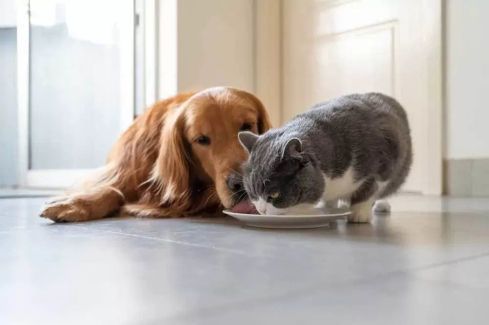 Is It Ok for Dogs to Eat Cat Food