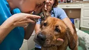 Hematoma in Dogs
