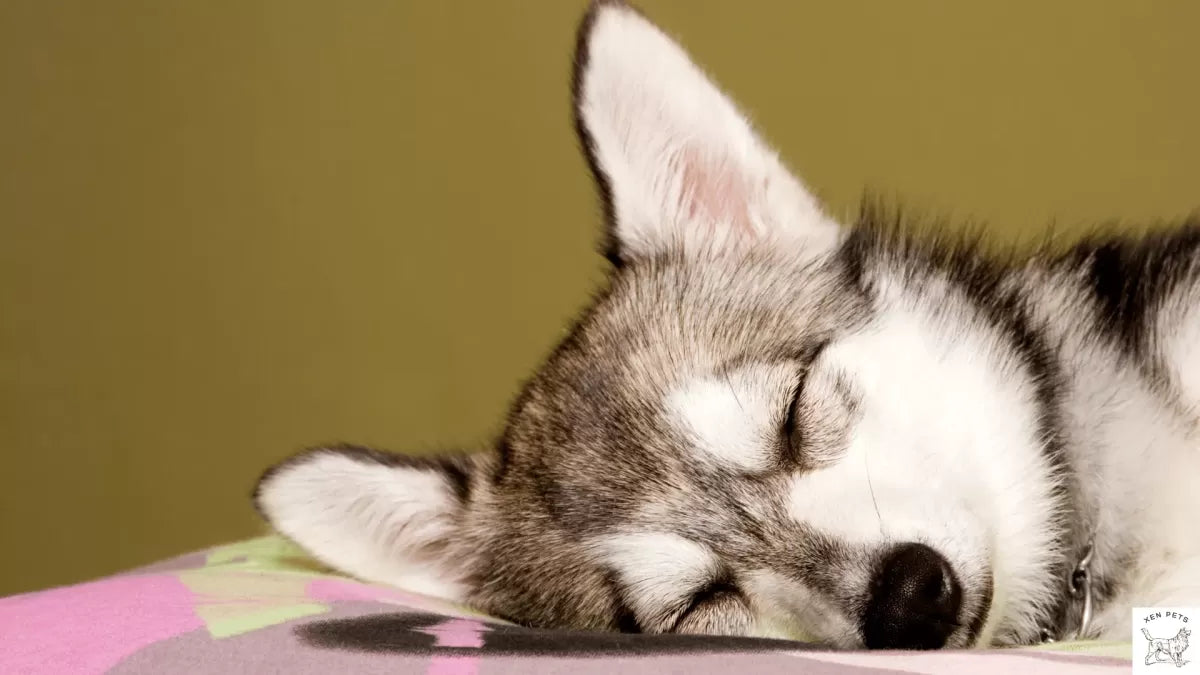 Warning Signs Your Dog Is Crying for Help