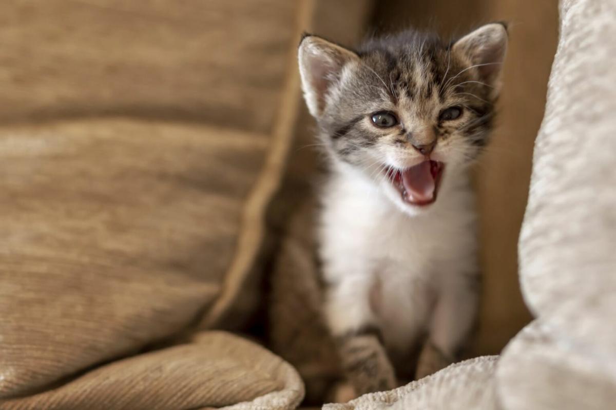 Why Does My Cat Make Weird Noises