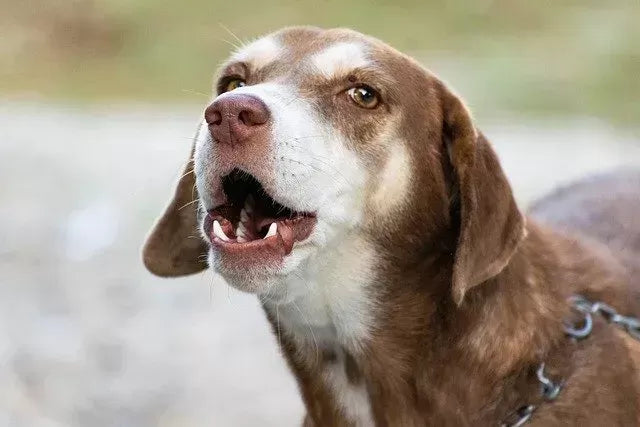 A Comprehensive Guide to Cough Medicine for Dogs