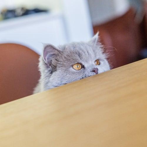 Is My Cat Lonely​