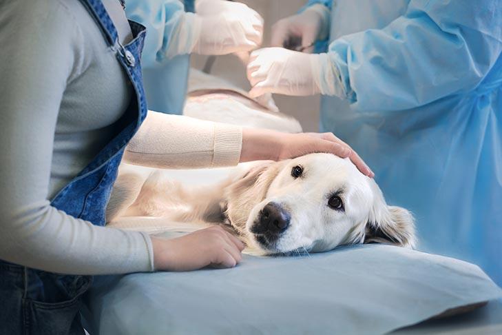 Hemangiosarcoma in Dogs