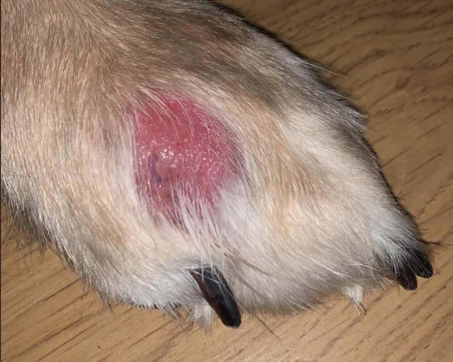 7 Surprising Things That Make Your Dog’s Hot Spots Worse 