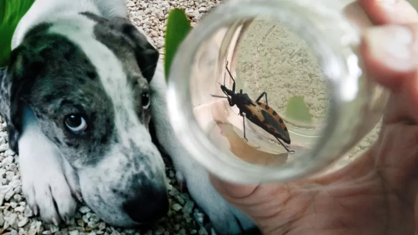 Trypanosomiasis in Dogs