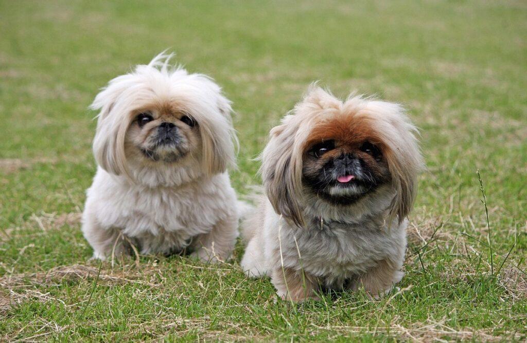 The Stupidest Dog Breeds: Understanding Canine Intelligence & Behavior