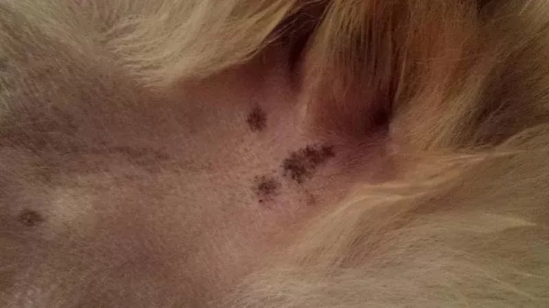Decoding Dirt-Like Brown Spots on Dog's Belly