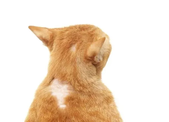Unveiling the Power of Supplements for Cat Hair Loss