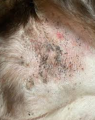 Blackheads on Dogs: Causes, Symptoms, and Treatment