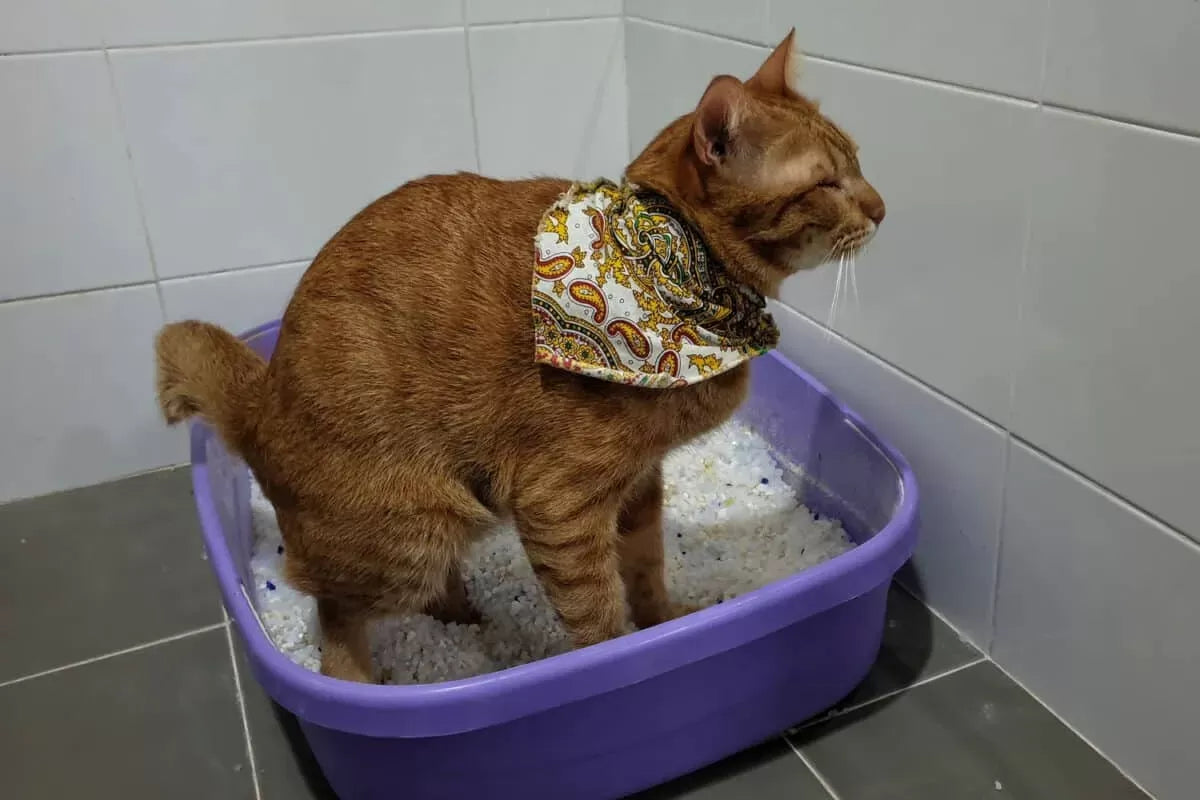 Constipation in Cats