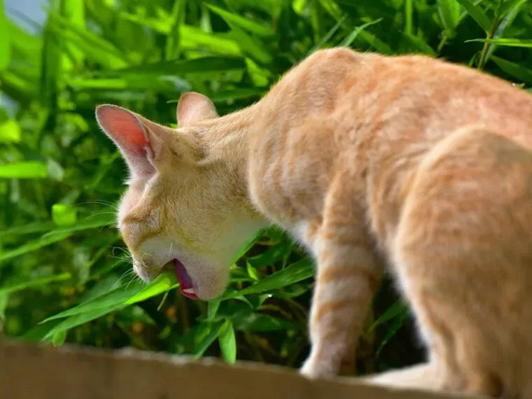 Understanding Cat Regurgitation: Causes, Prevention, and Treatment