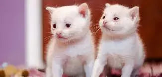 Albino Cats vs White Cats