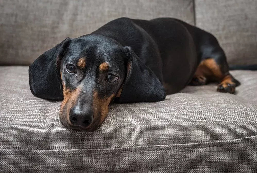 Can Dogs Catch Human Colds