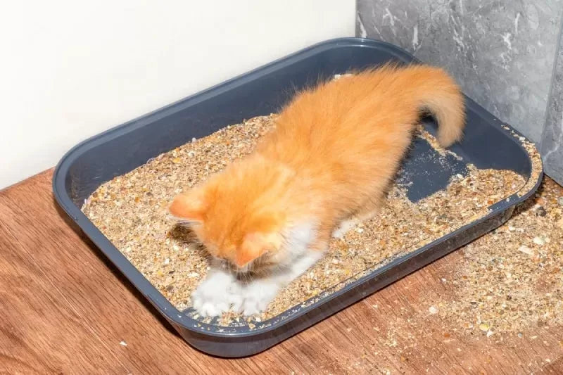 Understanding and Addressing Cat Digging in the Litter Box