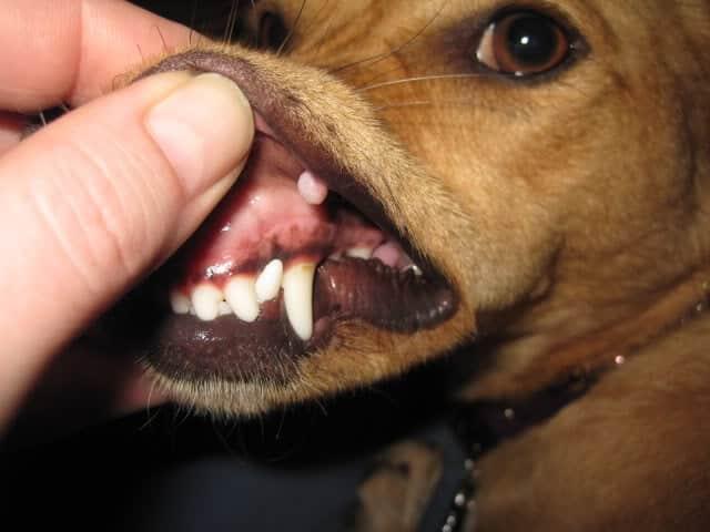 Dog Papilloma