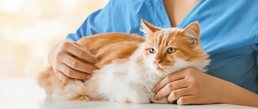Hepatic Lipidosis in Cats