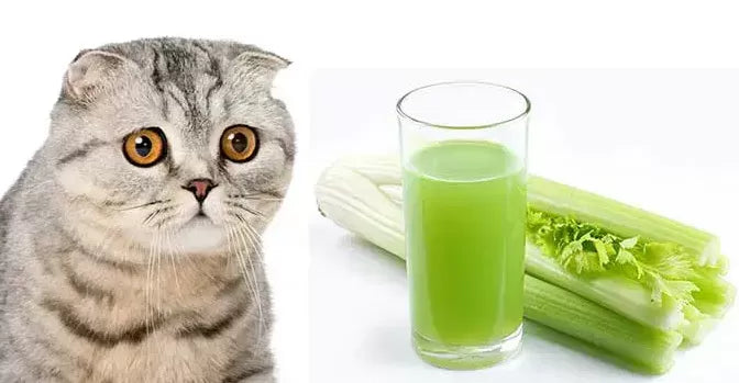 Can Cats Eat Celery