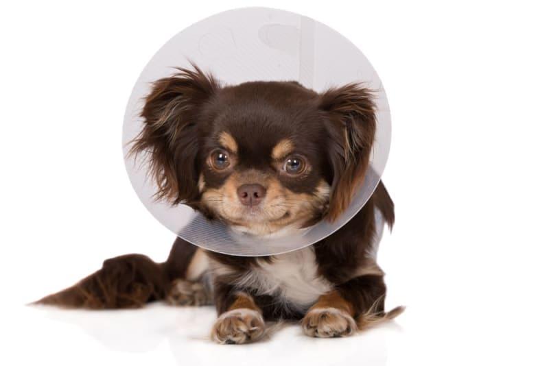 Dog Scrotum Swollen 10 Days after Neutering