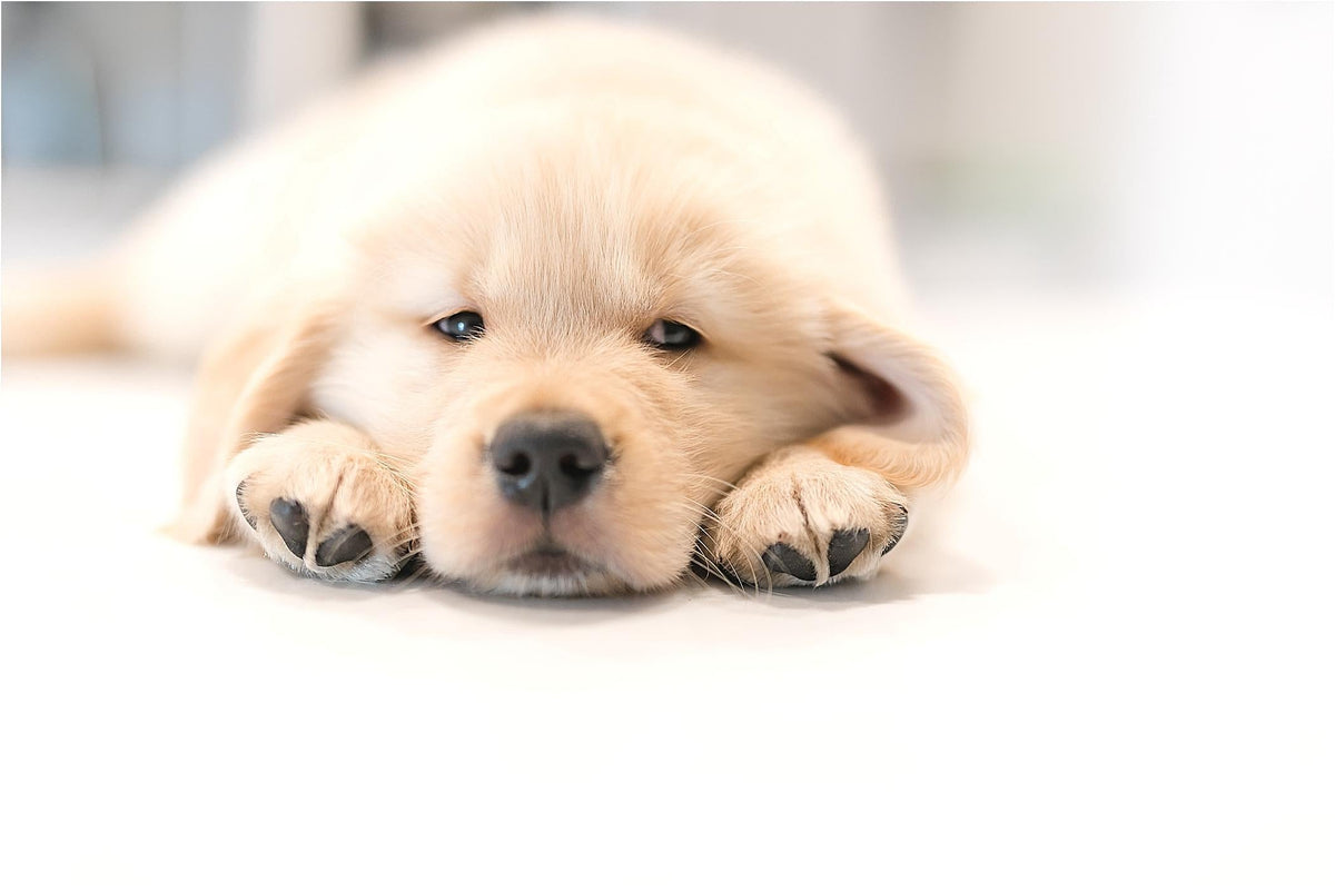 Tea Tree Oil Poisoning in Dogs
