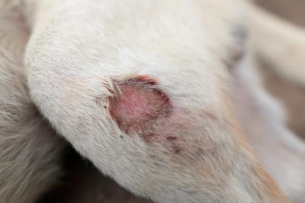 2025 Skin Sores on Dogs: Home Remedies, and More