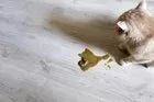 Cat is Vomiting Up Brown Liquid: Causes and What to Do