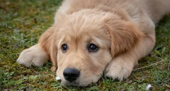 The Truth About Hot Spots in Dogs: Prevention, Causes, and Medications