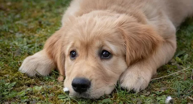The Truth About Hot Spots in Dogs: Prevention, Causes, and Medications