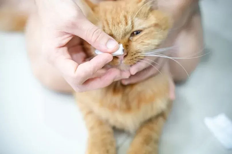 Cat Bloody Nose (Epistaxis in Cats)
